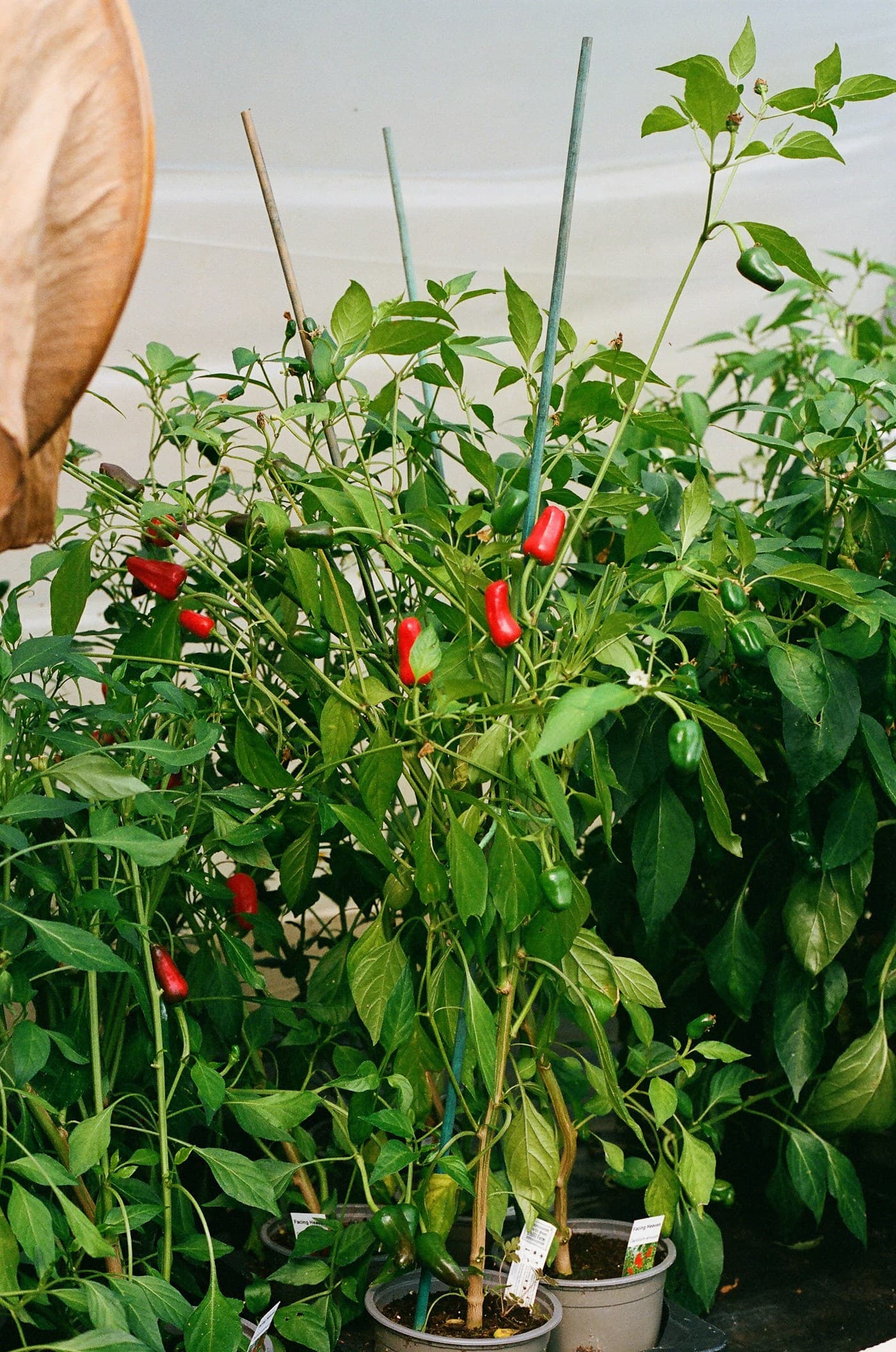 Red peppers growing on a pepper plant in containers.