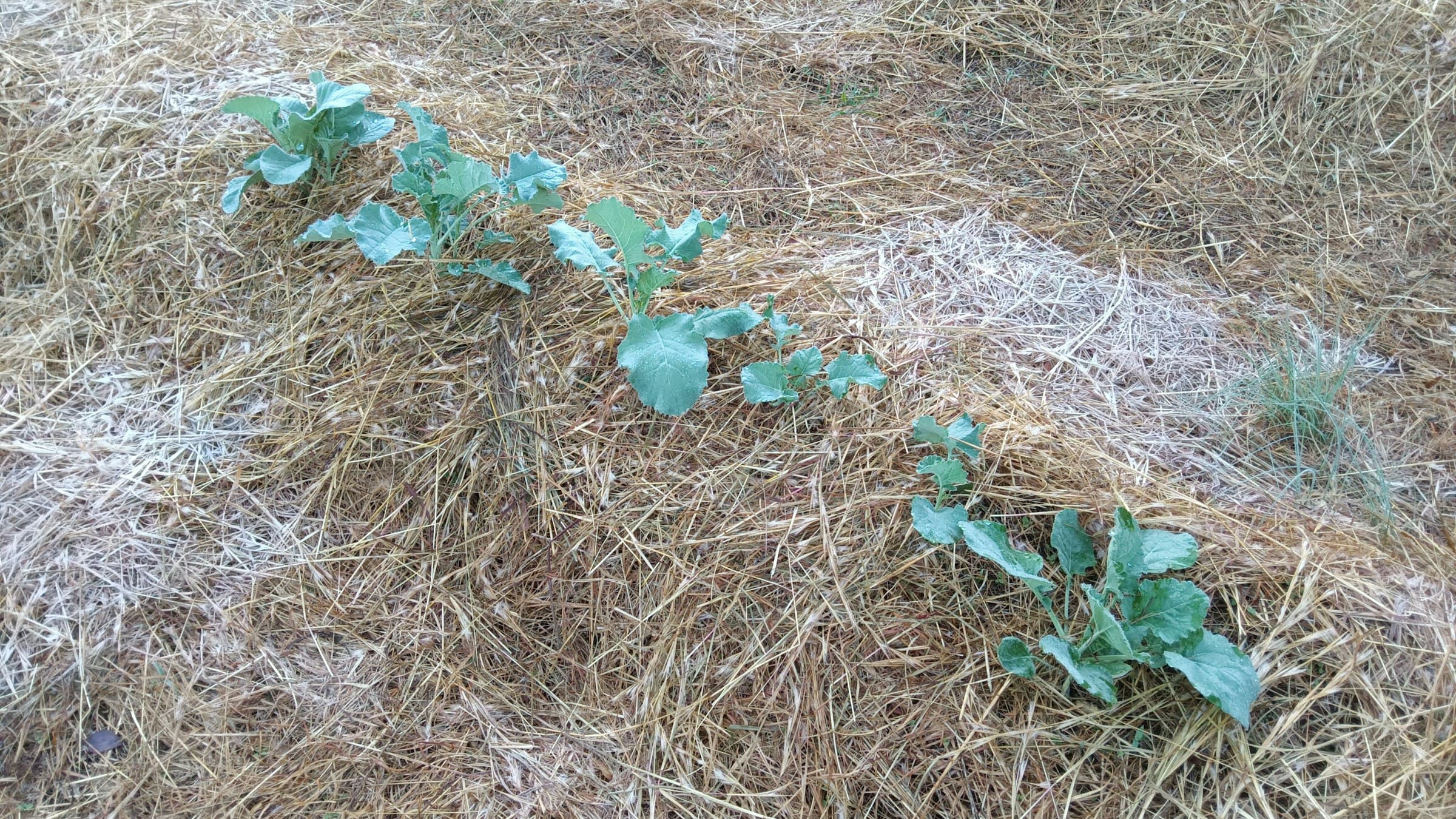 Young vegetable seedlings growing through a straw-covered garden bed.