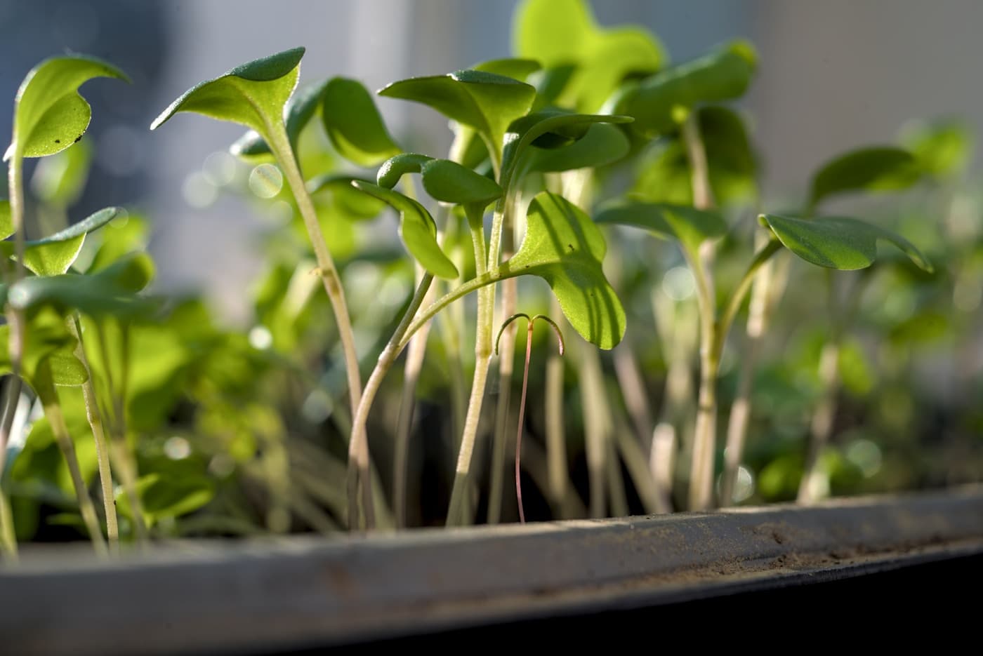 Young green seedlings growing in sunlight, ready for planting timing guidance.